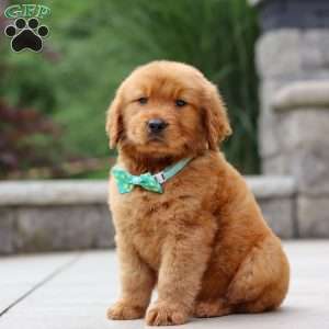 Tony, Golden Retriever Puppy